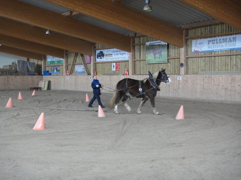 Reithalle mit Stallung,Wohnung,Reiterladen,Empfingen 3